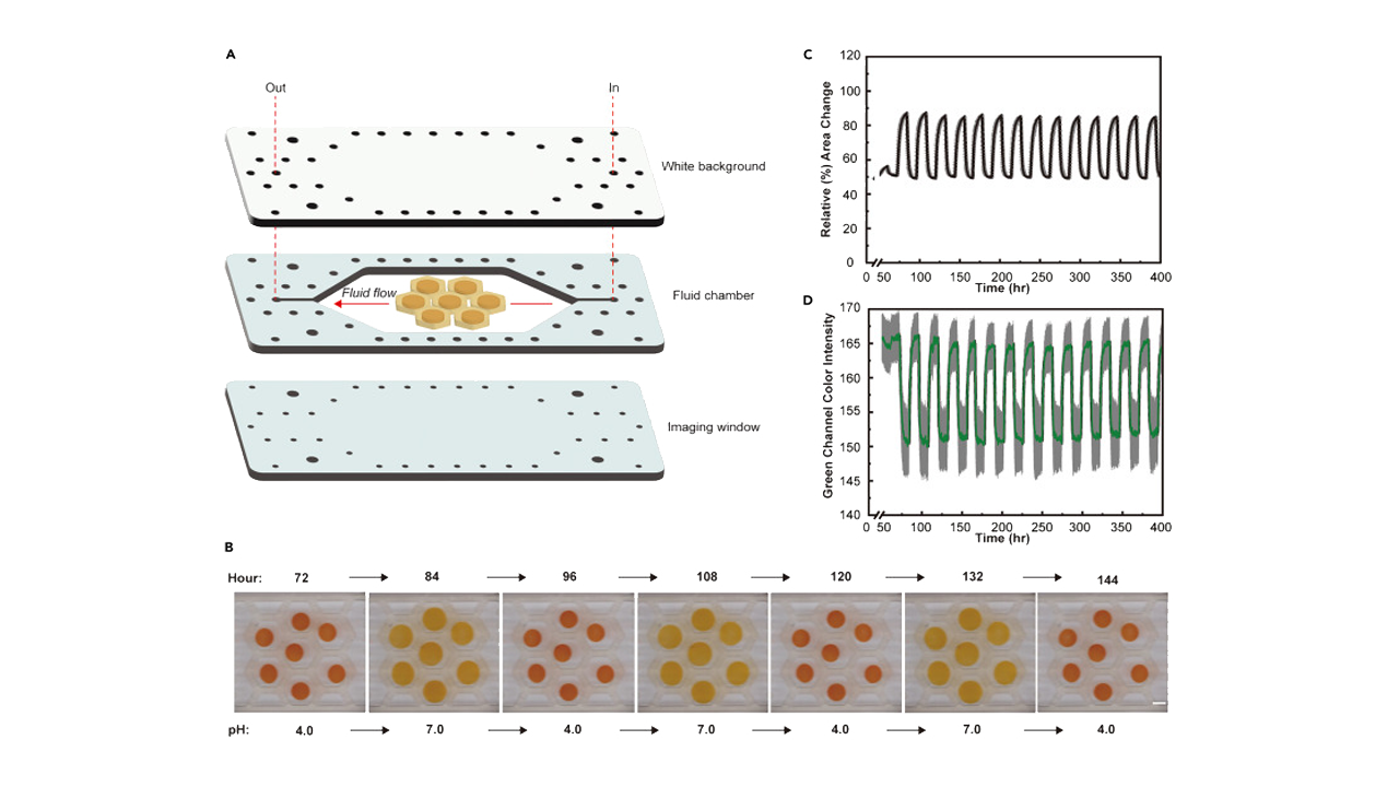 hydrogel